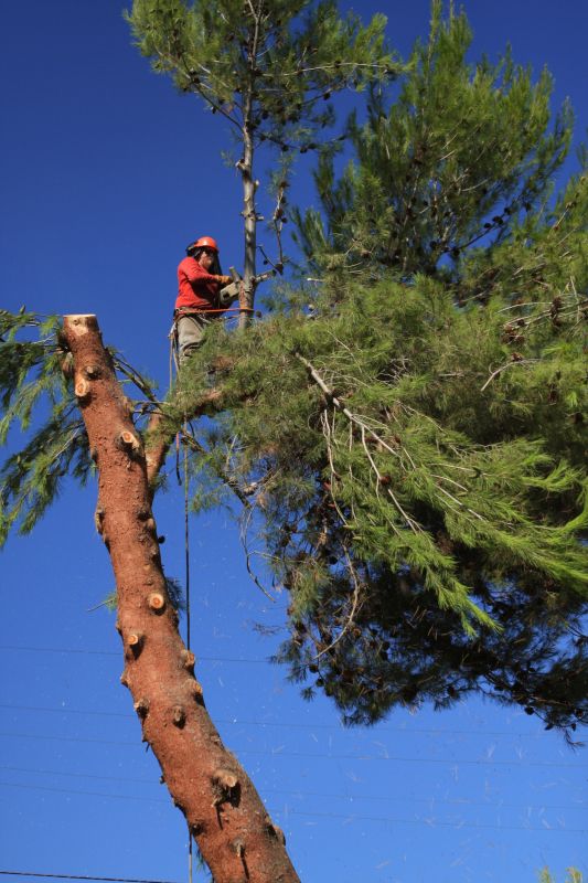 Pine Cone Removal