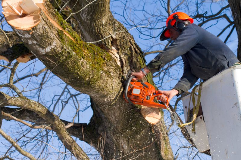 Tree Branches Removal