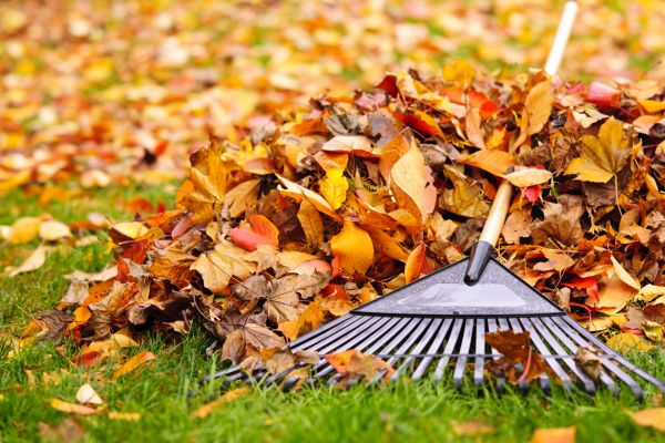 Cost of Leaves Removal in Conway