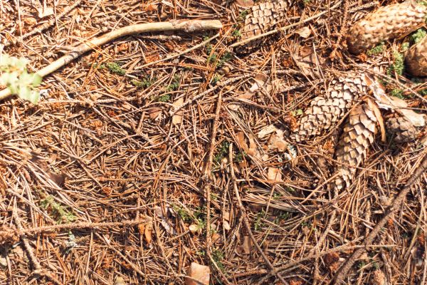 Cost of Pine Needles Removal in Conway