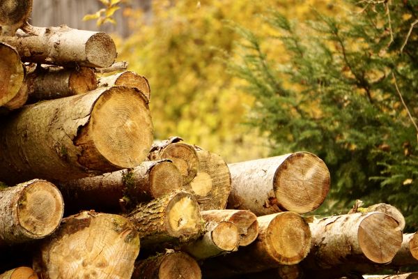 Cost of Wood Pile Removal in Conway