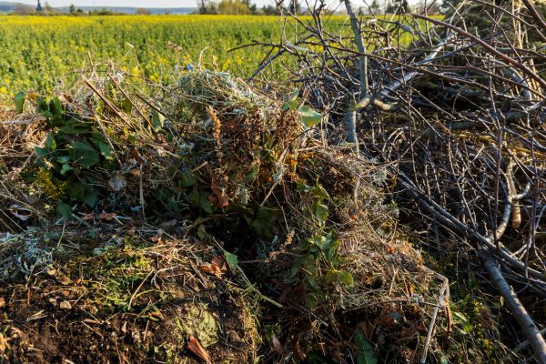 Cost of Brush Disposal in Conway