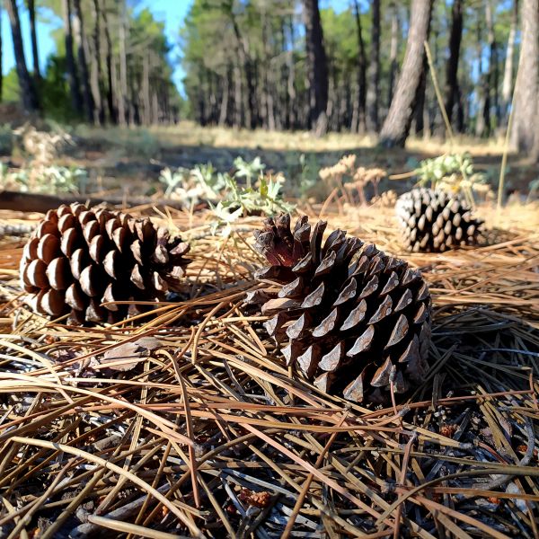 Cost of Pine Cone Removal in Conway
