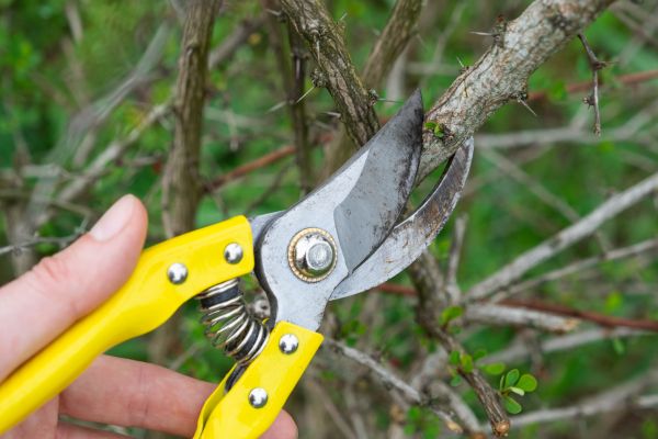 Cost of Limbs Removal in Conway