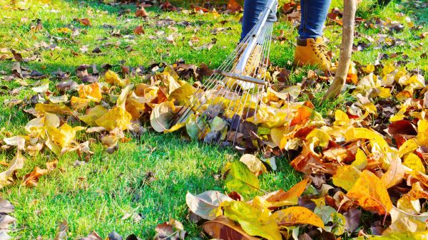 Cost of Lawn Cleanup Service in Conway